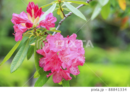 花の御寺石光寺に咲く満開のぼたん 花の御寺石光寺に咲く満開のぼたん 88841334