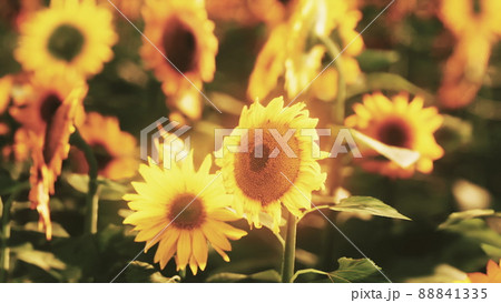 Sunflower field bathed in golden light of the setting sun Sunflower field bathed in golden light of the setting sun 88841335