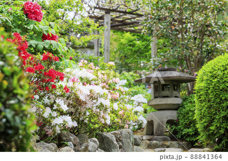 花の御寺石光寺に咲く満開のぼたん 花の御寺石光寺に咲く満開のぼたん 88841364