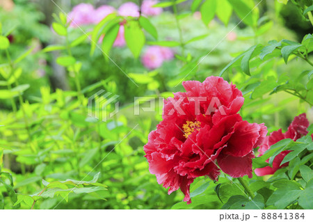 花の御寺石光寺に咲く満開のぼたん 88841384