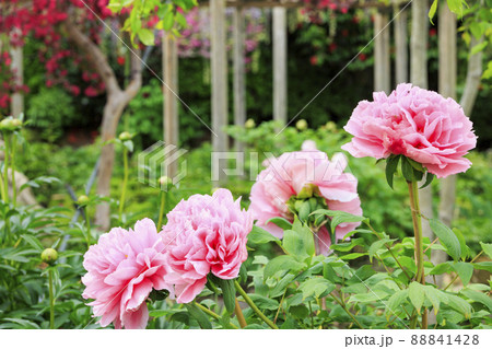 花の御寺石光寺に咲く満開のぼたん 花の御寺石光寺に咲く満開のぼたん 88841428