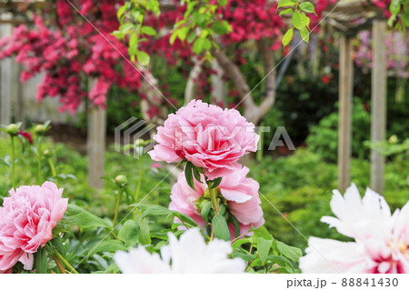 花の御寺石光寺に咲く満開のぼたん 花の御寺石光寺に咲く満開のぼたん 88841430