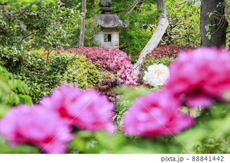 花の御寺石光寺に咲く満開のぼたん 花の御寺石光寺に咲く満開のぼたん 88841442