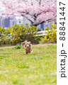 桜とミニチュアダックスフンド　 88841447