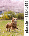 桜とミニチュアダックスフンド　 88841454