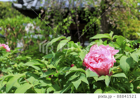 花の御寺石光寺に咲く満開のぼたん 花の御寺石光寺に咲く満開のぼたん 88841521