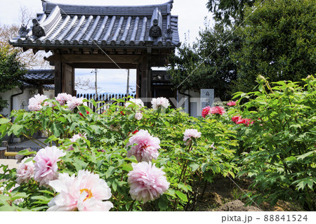 花の御寺石光寺に咲く満開のぼたん 花の御寺石光寺に咲く満開のぼたん 88841524