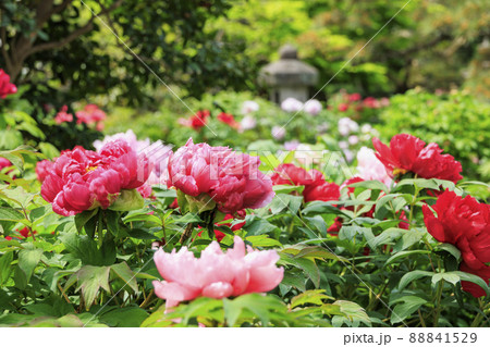 花の御寺石光寺に咲く満開のぼたん 花の御寺石光寺に咲く満開のぼたん 88841529