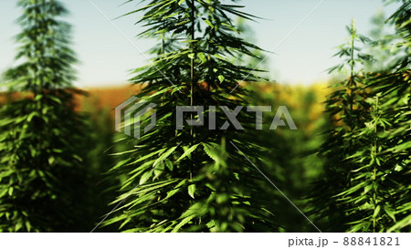 green canabis on marihuana field farm 88841821