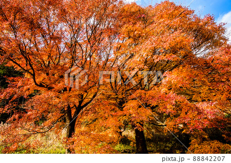 幕山（湯河原梅林・幕山公園）の紅葉～神奈川県の絶景おすすめスポット～ 88842207