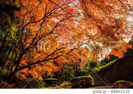 幕山(湯河原梅林・幕山公園)の紅葉~神奈川県の絶景おすすめスポット~ 幕山(湯河原梅林・幕山公園)の紅葉~神奈川県の絶景おすすめスポット~ 88842210