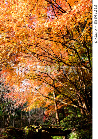 幕山（湯河原梅林・幕山公園）の紅葉～神奈川県の絶景おすすめスポット～ 88842213