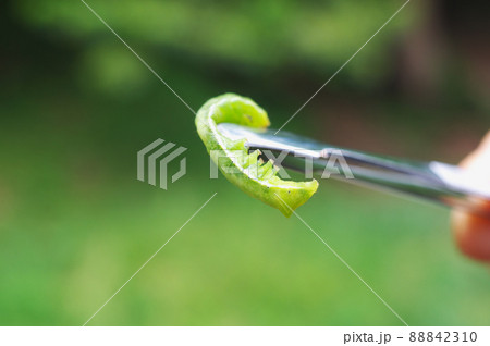 紫陽花の若葉を食べるアオムシ 紫陽花の若葉を食べるアオムシ 88842310