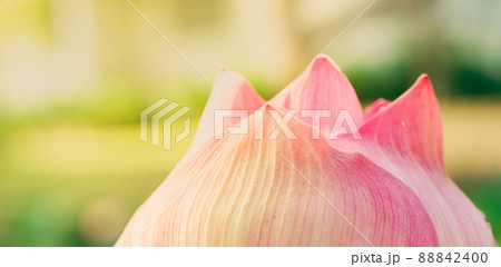Lotuses in macro and close up focus. Religion things with warn sunlight of blessing. Beautiful tropical and aquatic flower. 88842400