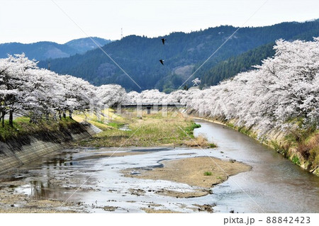 福島県古殿町・ふるどの桜街道 福島県古殿町・ふるどの桜街道 88842423