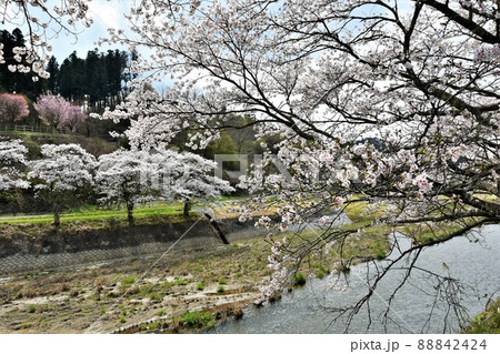 福島県古殿町・ふるどの桜街道 福島県古殿町・ふるどの桜街道 88842424