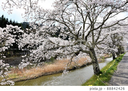 福島県古殿町・ふるどの桜街道 88842426