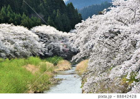 福島県古殿町・ふるどの桜街道 88842428