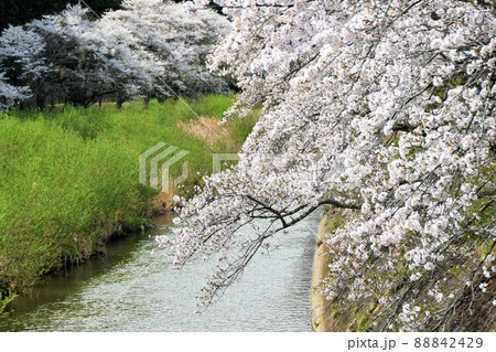福島県古殿町・ふるどの桜街道 福島県古殿町・ふるどの桜街道 88842429