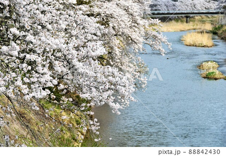 福島県古殿町・ふるどの桜街道 福島県古殿町・ふるどの桜街道 88842430