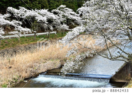 福島県古殿町・ふるどの桜街道 福島県古殿町・ふるどの桜街道 88842433