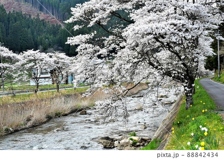 福島県古殿町・ふるどの桜街道 88842434