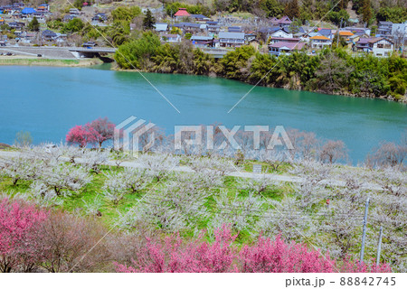 ダム湖とろうかく梅園【長野市信州新町】 ダム湖とろうかく梅園【長野市信州新町】 88842745