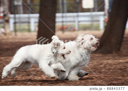 ウッドチップのドッグランで嬉しそうな笑顔のオーストラリアンラブラドゥードル 88843377
