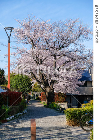 東京都　春　国立市　北緑地　遊歩道 88843529