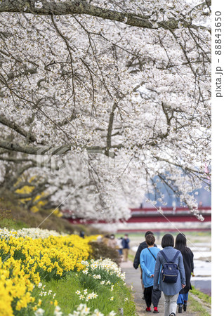 満開の夏井千本桜と水仙　福島県小野町 88843650