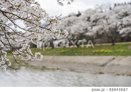 満開の夏井千本桜　福島県小野町 88843687