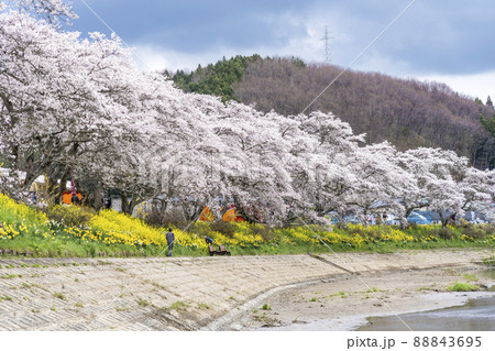 満開の夏井千本桜　福島県小野町 88843695