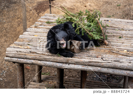 Black bear lies resting in the zoo Black bear lies resting in the zoo 88843724