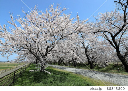 富山県　あさひ舟川　春の四重奏 88843800