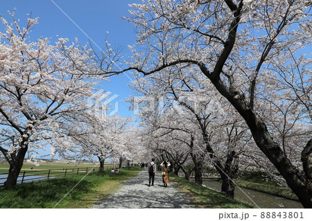 富山県　あさひ舟川　春の四重奏 88843801
