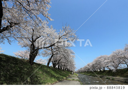 富山県 あさひ舟川 春の四重奏 富山県 あさひ舟川 春の四重奏 88843819
