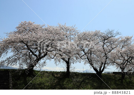 富山県 あさひ舟川 春の四重奏 富山県 あさひ舟川 春の四重奏 88843821