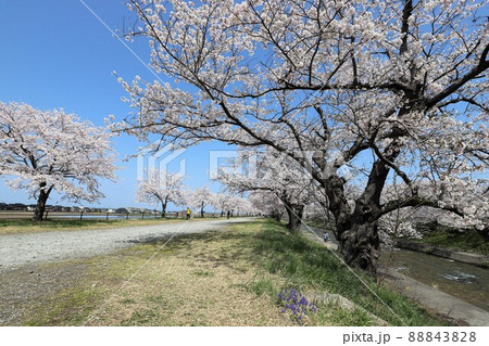 富山県　あさひ舟川　春の四重奏 88843828