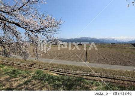 富山県　あさひ舟川　春の四重奏 88843840