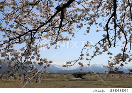 富山県 あさひ舟川 春の四重奏 富山県 あさひ舟川 春の四重奏 88843842