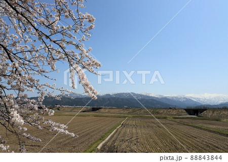 富山県 あさひ舟川 春の四重奏 富山県 あさひ舟川 春の四重奏 88843844