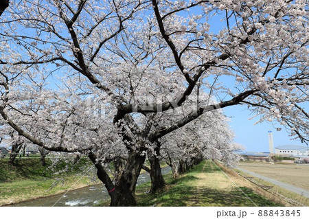 富山県　あさひ舟川　春の四重奏 88843845