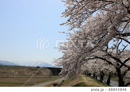 富山県 あさひ舟川 春の四重奏 富山県 あさひ舟川 春の四重奏 88843846
