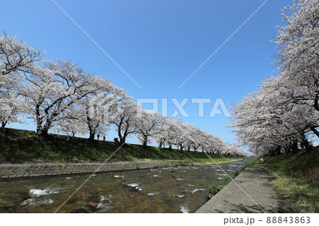 富山県 あさひ舟川 春の四重奏 富山県 あさひ舟川 春の四重奏 88843863