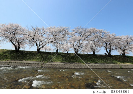 富山県 あさひ舟川 春の四重奏 富山県 あさひ舟川 春の四重奏 88843865