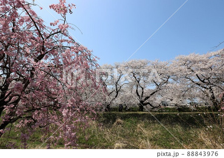 富山県 あさひ舟川 春の四重奏 富山県 あさひ舟川 春の四重奏 88843976