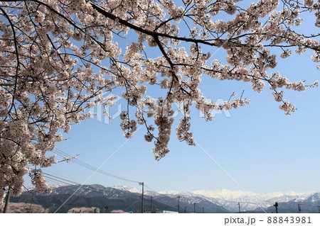 富山県 あさひ舟川 春の四重奏 富山県 あさひ舟川 春の四重奏 88843981