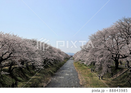 富山県　あさひ舟川　春の四重奏 88843985