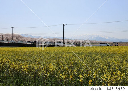 富山県 あさひ舟川 春の四重奏 富山県 あさひ舟川 春の四重奏 88843989