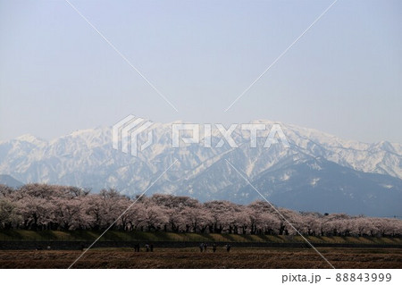 富山県　あさひ舟川　春の四重奏 88843999